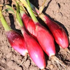 Semillas Cebolla Rossa Lunga Di Firenze Ecológicas
