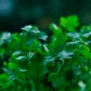 Semillas Cilantro Ecológicas