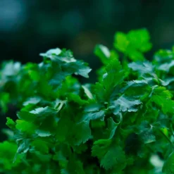 Semillas Cilantro Ecológicas