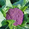 Semillas Coliflor Di Sicilia Violetto Ecológicas