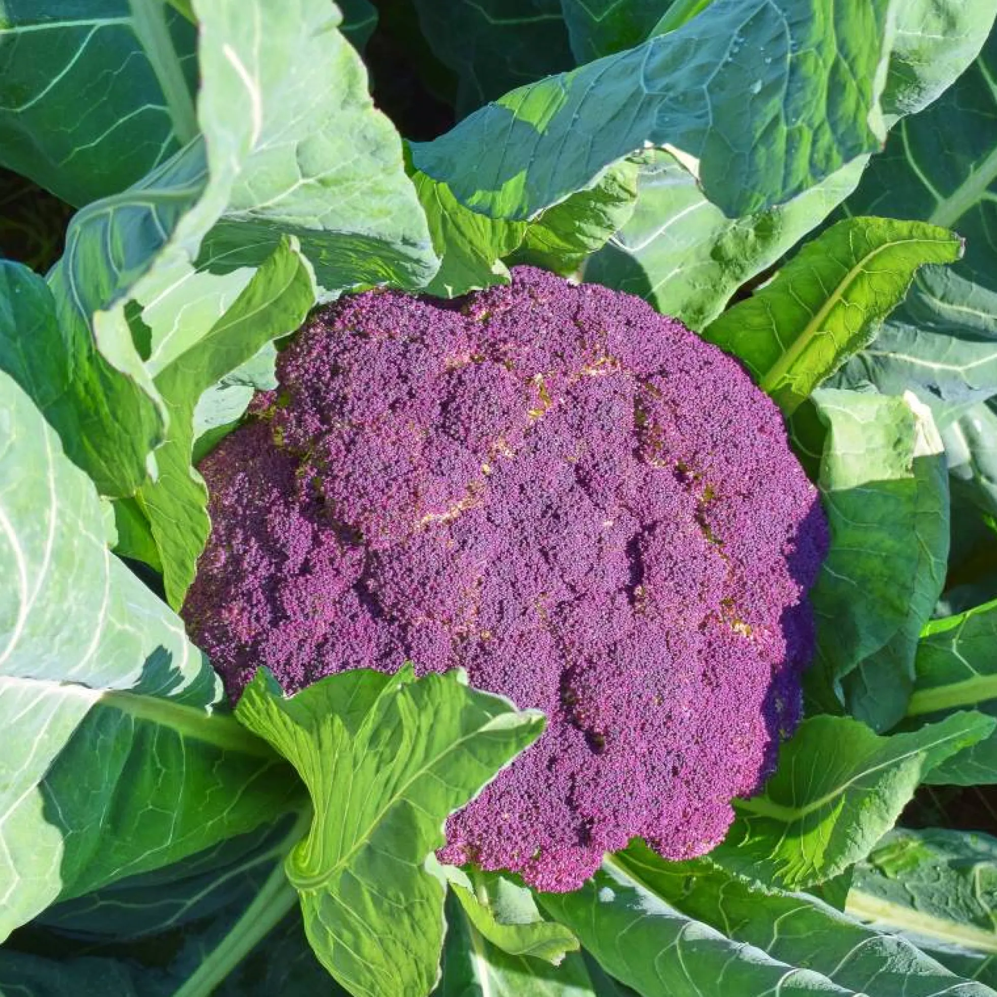 Semillas Coliflor Di Sicilia Violetto Ecológicas