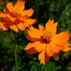 Semillas Cosmos Naranja Ecológicas