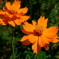 Semillas Cosmos Naranja Ecológicas