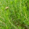 Semillas De Ajedrea Ecológicas