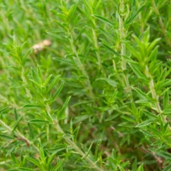Semillas De Ajedrea Ecológicas
