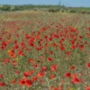 Semillas De Amapola Roja Ecológicas