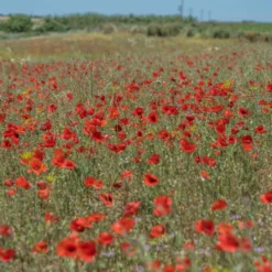 Semillas De Amapola Roja Ecológicas