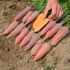 Semillas De Calabaza Rouge Vif D´etampes Ecológicas