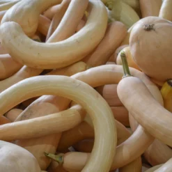 Semillas De Calabaza Trombetta Di Albenga Ecológicas