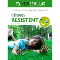 Semillas De Cesped Resistent Caja De 1 Kg.