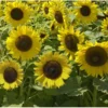 Semillas De Girasol Enano Sunspot Ecológicas