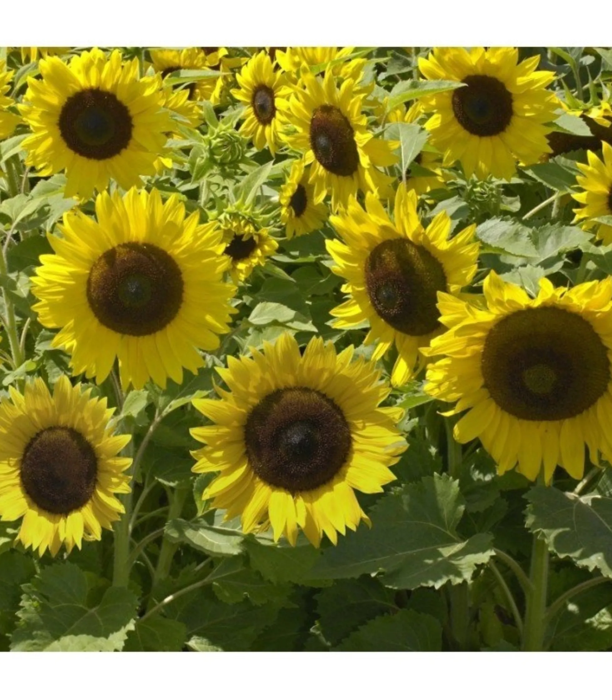 Semillas De Girasol Enano Sunspot Ecológicas