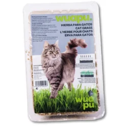 Semillas De Hierba Para Gato En Recipiente De Cultivo, Ideal Para La Purga De Los Gatos De Interior