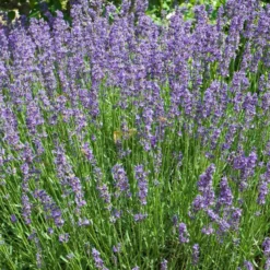 Semillas De Lavanda Ecológicas