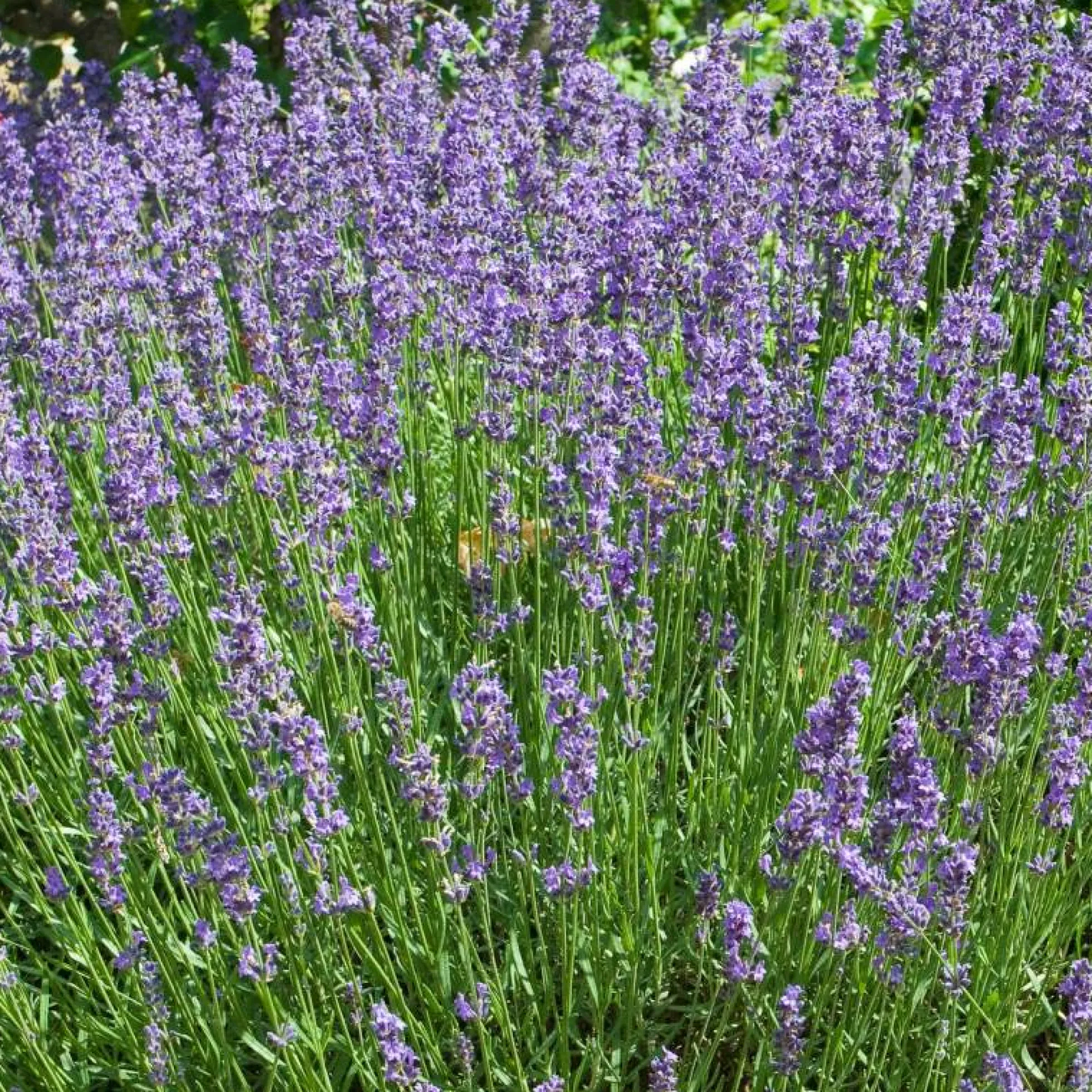 Semillas De Lavanda Ecológicas
