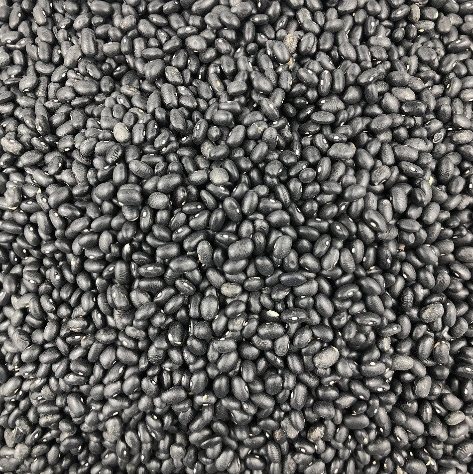 Semillas De Mostaza Negra Bio Granel 2 Kg