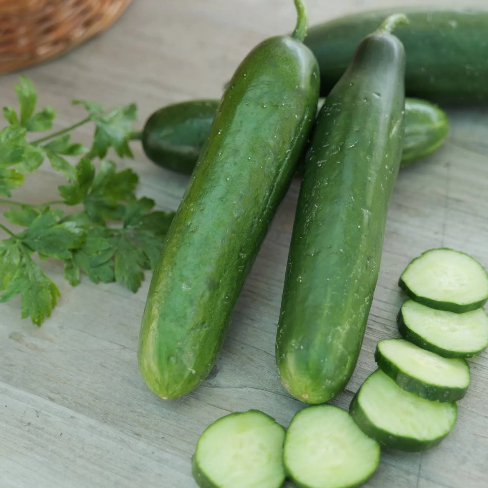 Semillas De Pepino La Diva Ecológicas