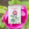 Semillas De Rosa Albardera Ecológicas