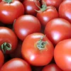Semillas De Tomate Dorenia Ecológicas