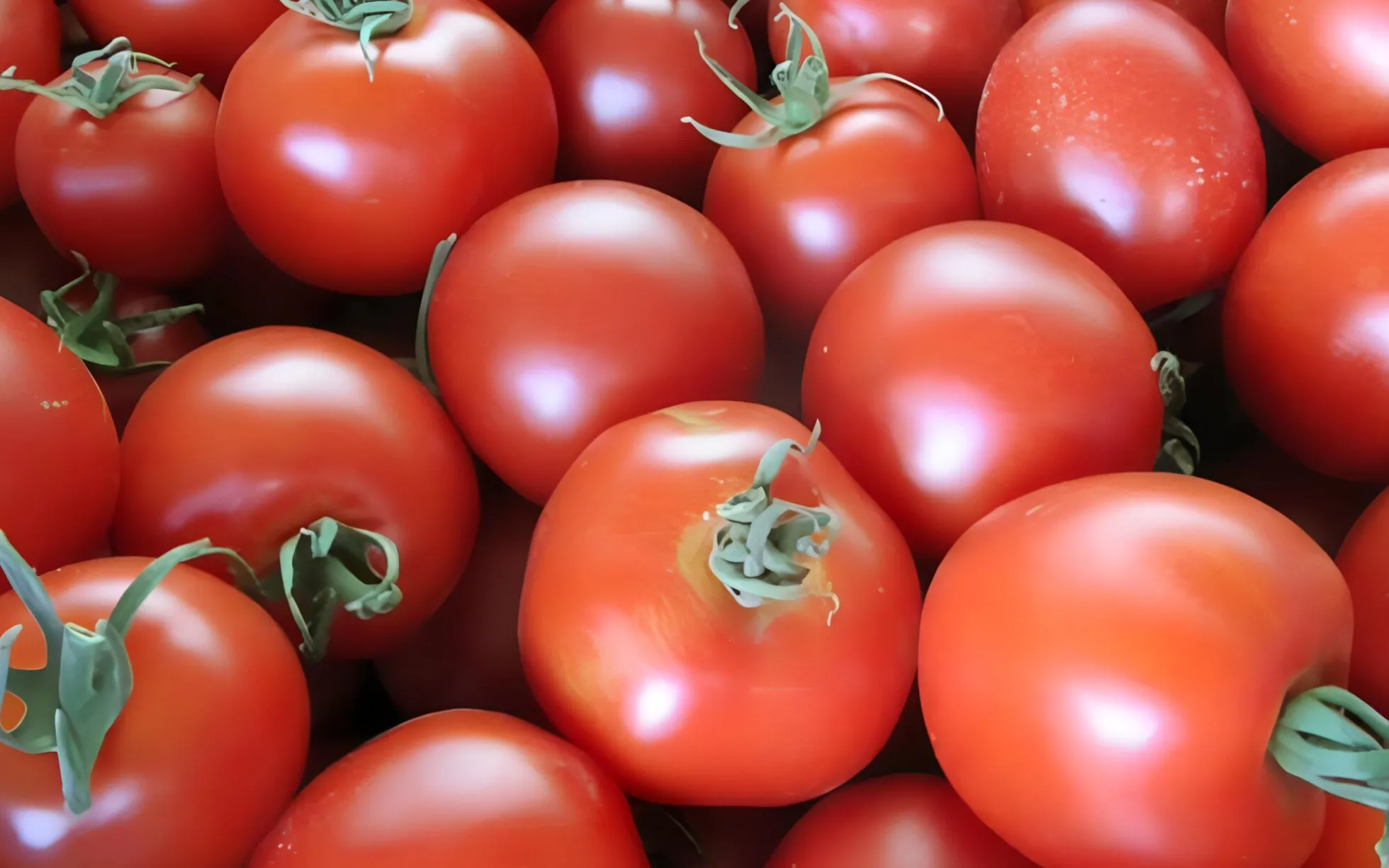 Semillas De Tomate Dorenia Ecológicas