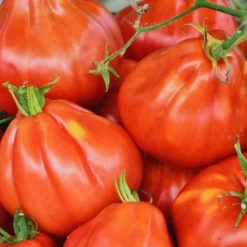 Semillas De Tomate Liguria Ecológico