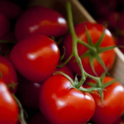 Semillas De Tomate Moneymaker Ecológico