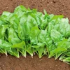 Semillas Espinaca Butterflay Ecológicas Biodinámicas Demeter