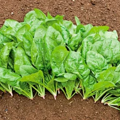 Semillas Espinaca Butterflay Ecológicas Biodinámicas Demeter