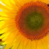 Semillas Girasol Gigante Ecológicas