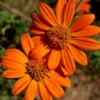 Semillas Girasol Mexicano Ecológicas