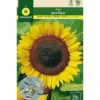 Semillas Girasol Para Pipas