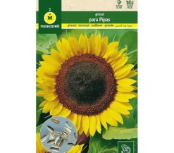 Semillas Girasol Para Pipas