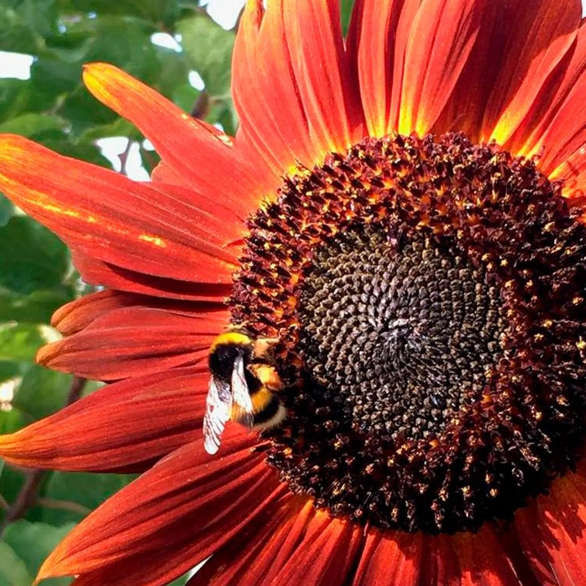 Semillas Girasol Velvet Queen Ecológicas