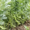 Semillas Haba Superaguadulce Ecológicas