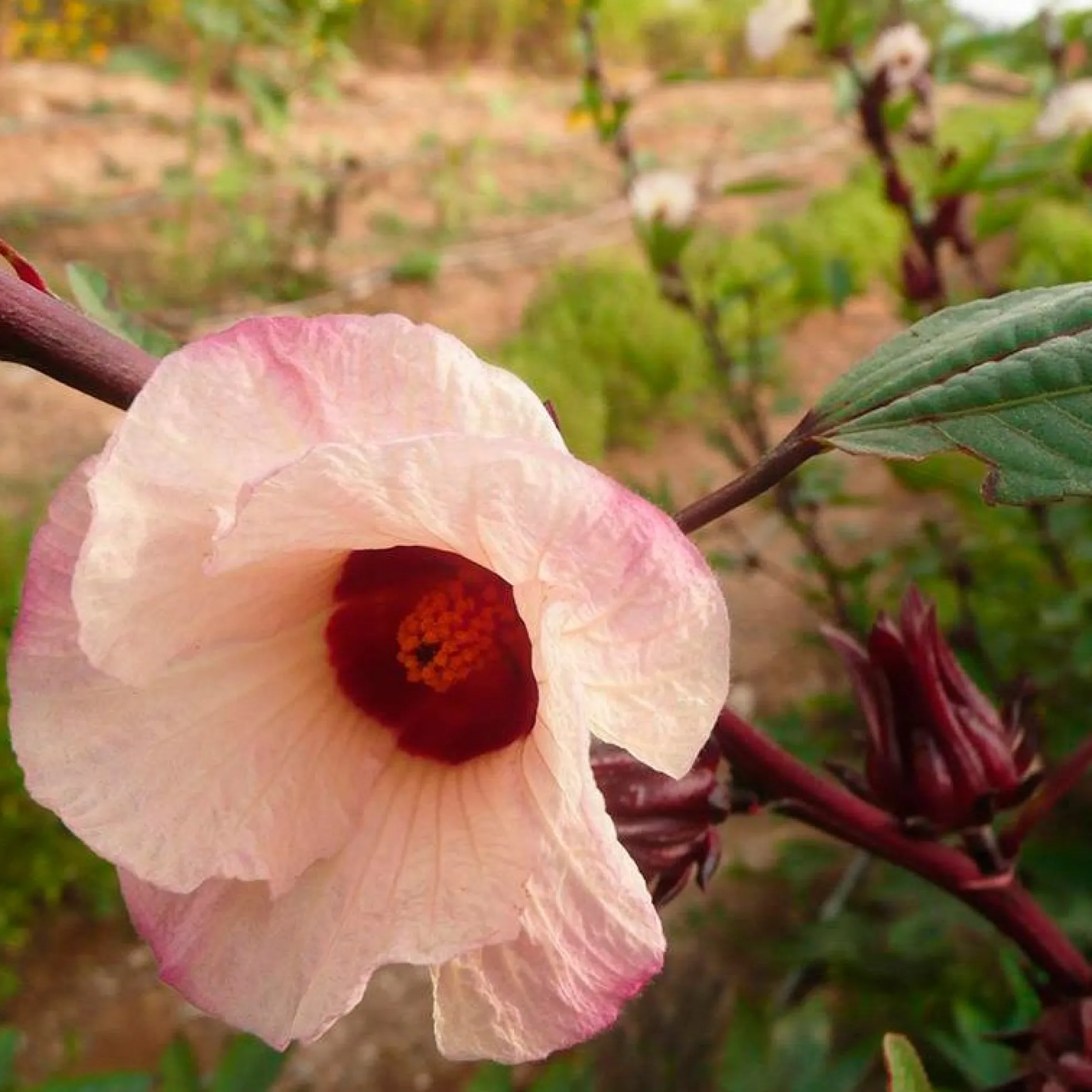Semillas Hibiscus Ecológicas