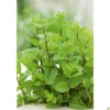 Semillas Hierbabuena (mentha Spicata)