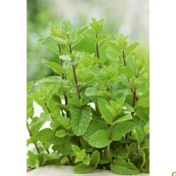 Semillas Hierbabuena (mentha Spicata)