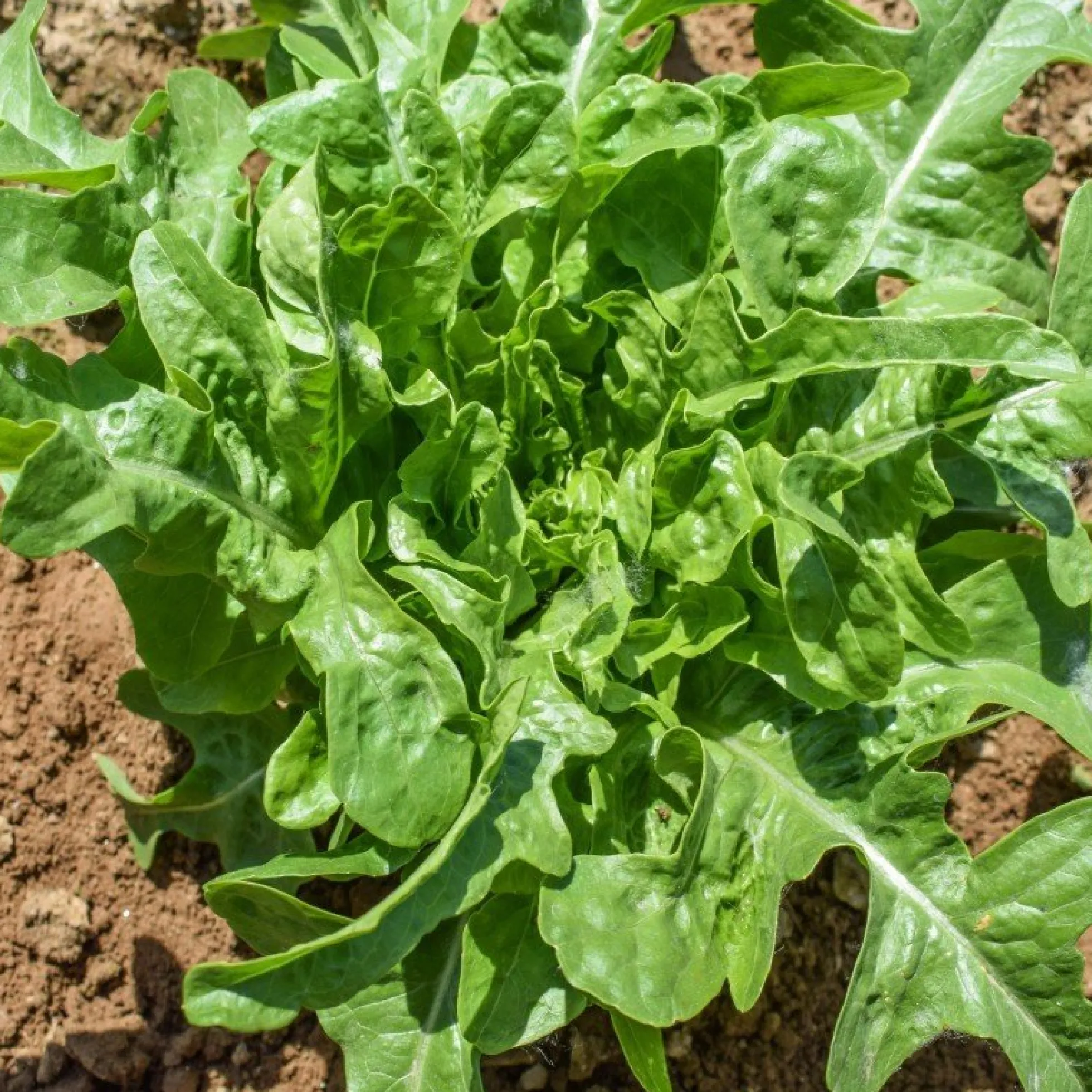 Semillas Lechuga Cerbiatta Ecológicas