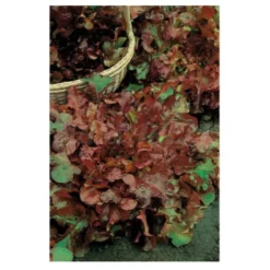Semillas Lechuga Hoja De Roble