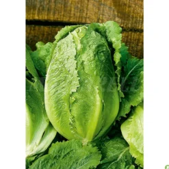 Semillas Lechuga (maravilla De Verano) 6gm