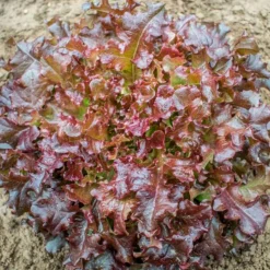 Semillas Lechuga Red Salad Bowl Ecológicas Biodinámicas Demeter