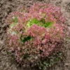 Semillas Lechuga Rizada Lollo Rossa Ecológicas