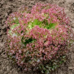 Semillas Lechuga Rizada Lollo Rossa Ecológicas