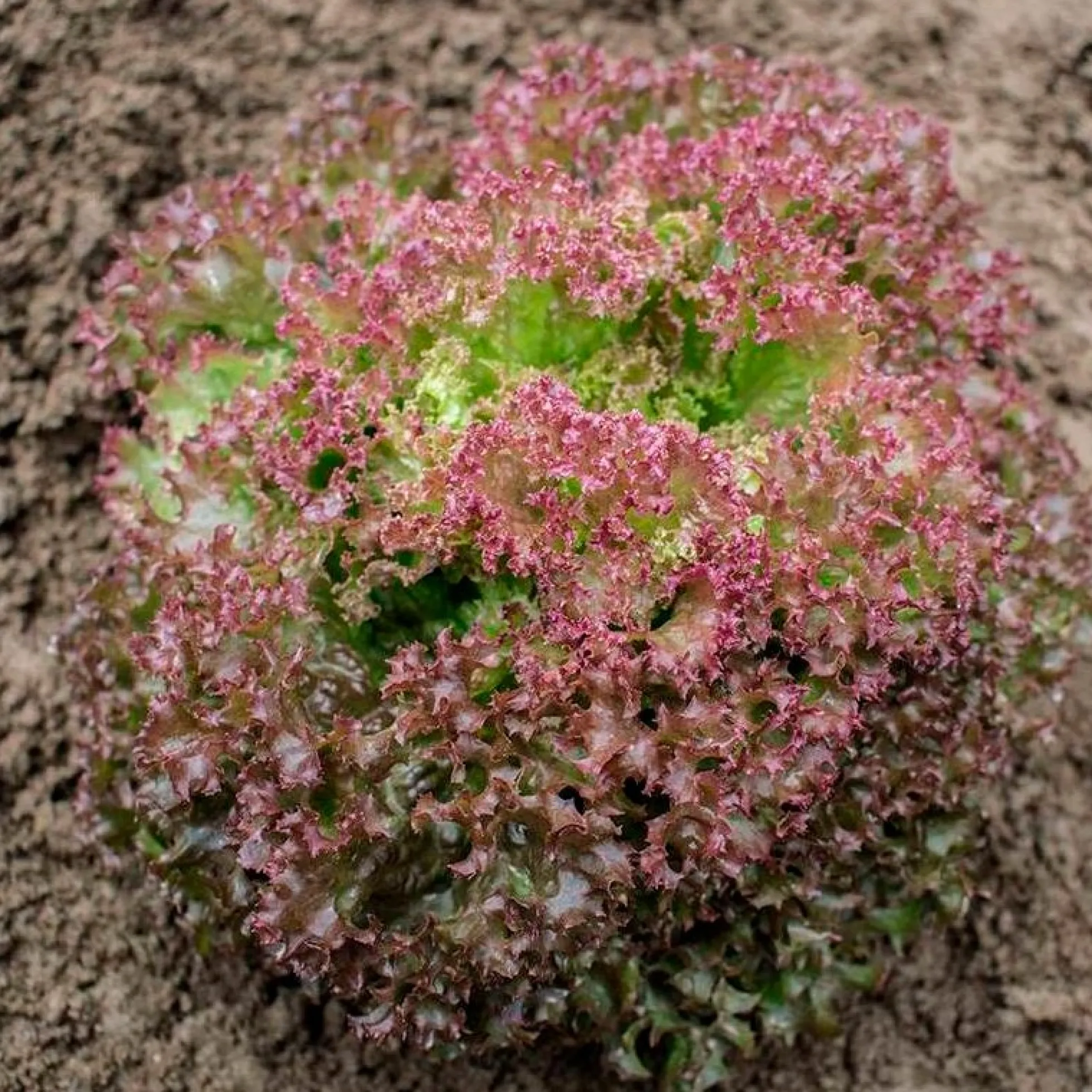 Semillas Lechuga Rizada Lollo Rossa Ecológicas