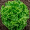 Semillas Lechuga Rizada Lollo Bionda Ecológicas