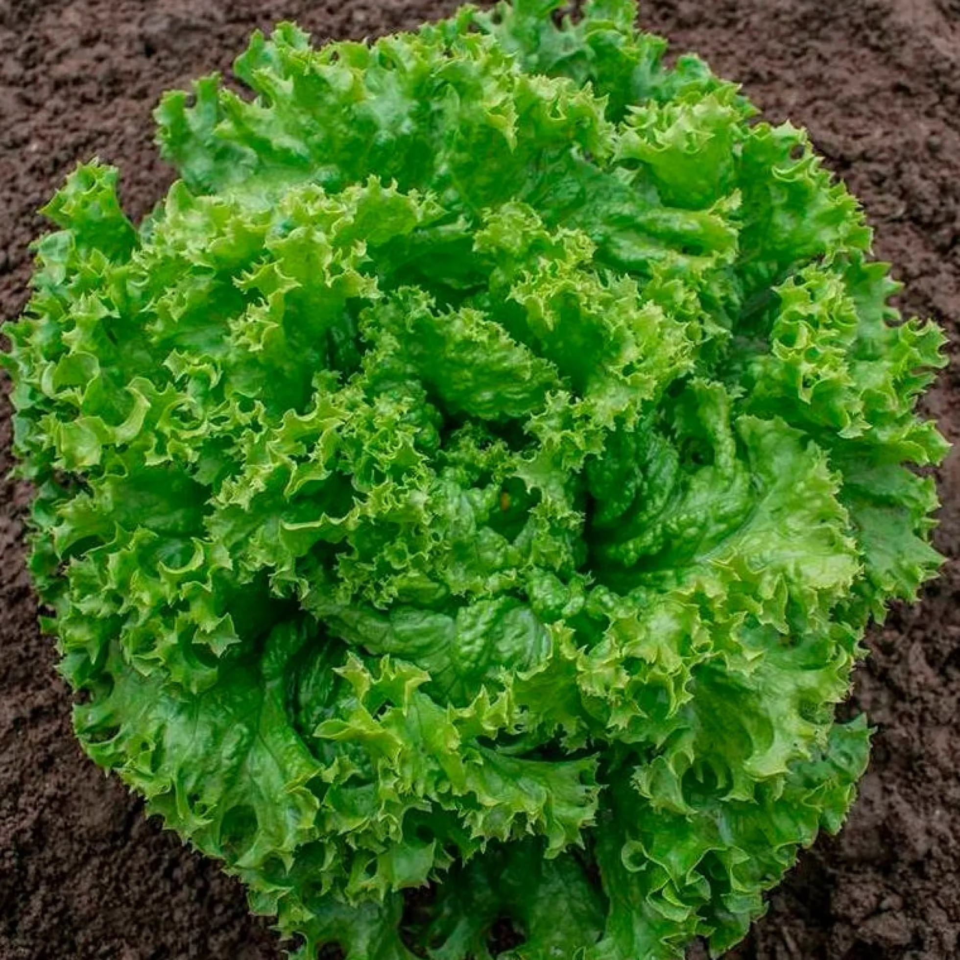 Semillas Lechuga Rizada Lollo Bionda Ecológicas
