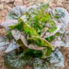 Semillas Lechuga Romana Little Leprechaun Ecológicas