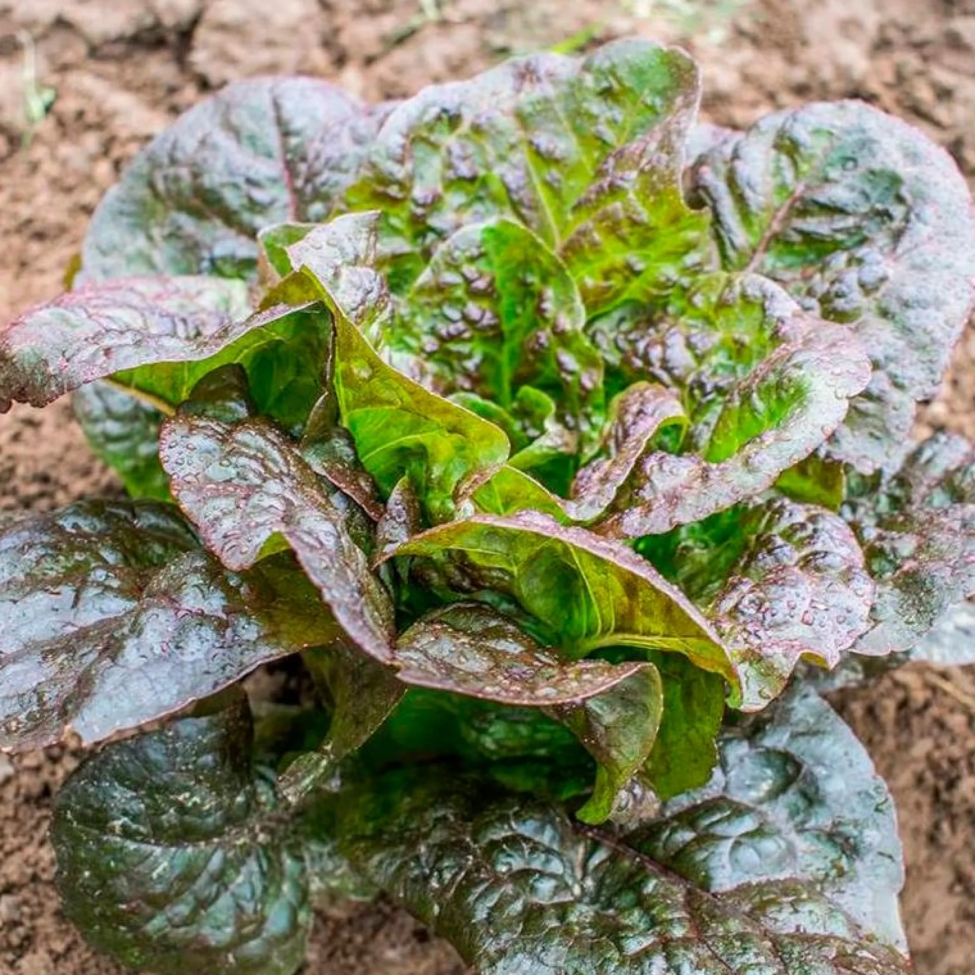 Semillas Lechuga Romana Little Leprechaun Ecológicas