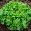 Semillas Lechuga Salad Bowl Ecológicas