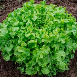 Semillas Lechuga Salad Bowl Ecológicas